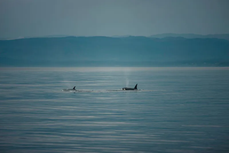 One Whale's Hunger Strike: What J32's Final Days Reveal About Breaking Points in a Population Under Siege