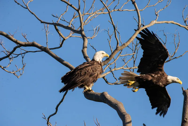 Lessons From the Ledge: What Five Recovered Species Teach Us About Pulling Southern Residents Back From Extinction