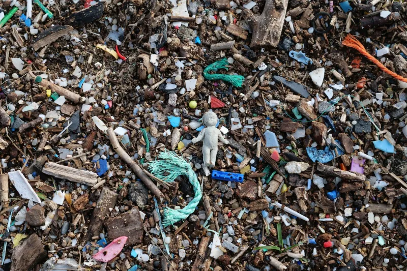 Plastic in the Blood: The Emerging Science of Microplastic Contamination in Southern Resident Killer Whales