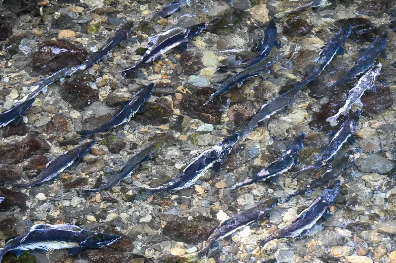 Artificial Abundance: Are Salmon Hatcheries a Lifeline or a Long-Term Trap for Southern Residents?