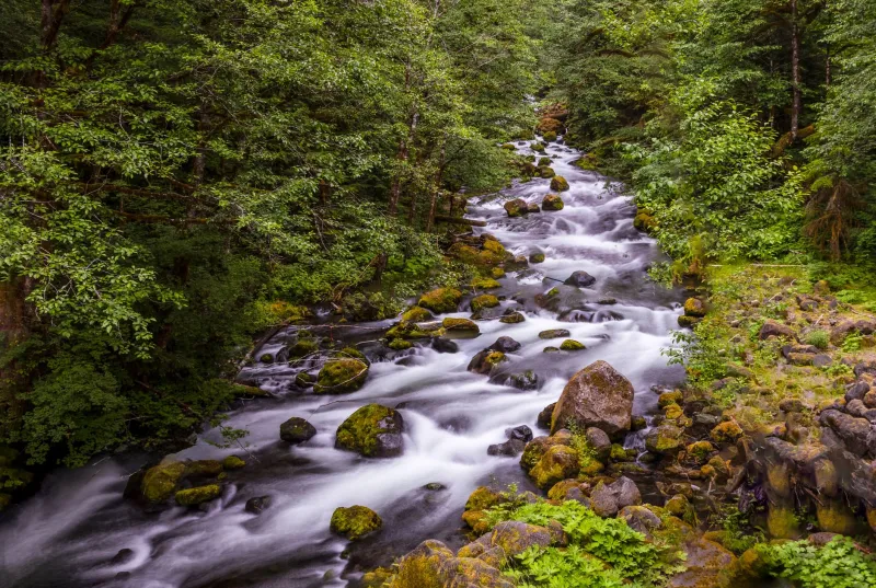 One Scientist's Obsession: How a Salmon Researcher Became the Southern Residents' Most Unlikely Champion